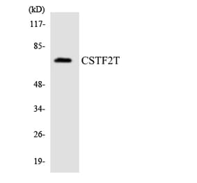 Western Blot - Anti-CSTF2T Antibody (R12-2658) - Antibodies.com