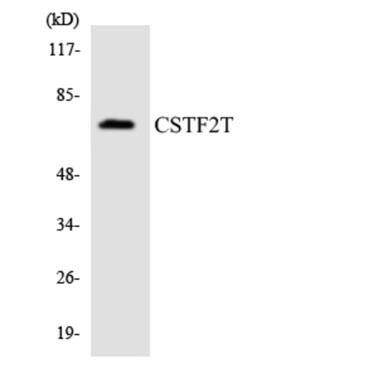 Western Blot - Anti-CSTF2T Antibody (R12-2658) - Antibodies.com