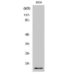 Western Blot - Anti-CRABP2 Antibody (C15032) - Antibodies.com