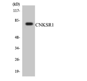 Western Blot - Anti-CNKSR1 Antibody (R12-2634) - Antibodies.com