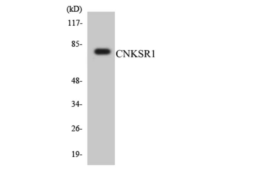 Western Blot - Anti-CNKSR1 Antibody (R12-2634) - Antibodies.com