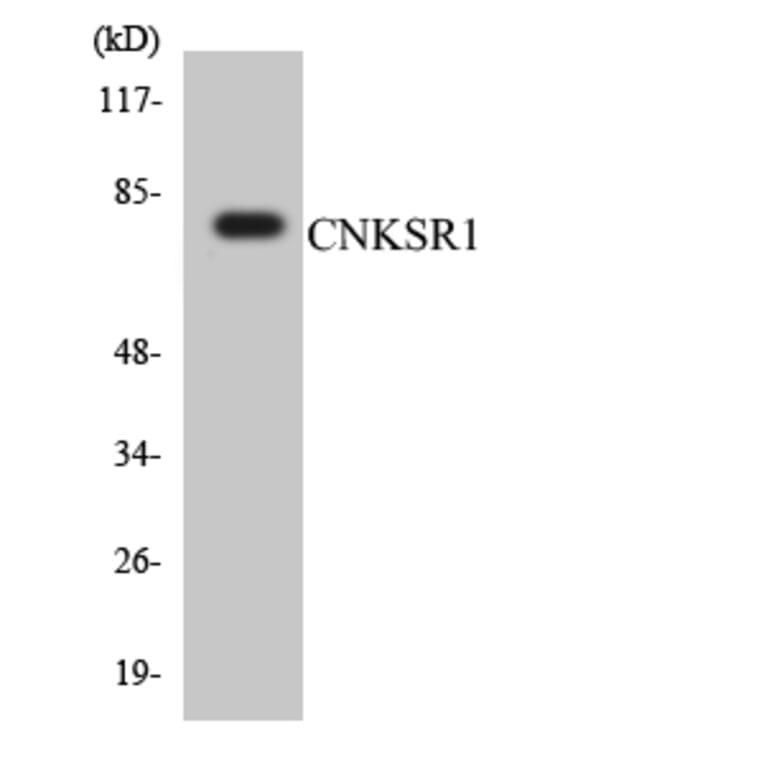 Western Blot - Anti-CNKSR1 Antibody (R12-2634) - Antibodies.com