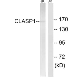 Western Blot - Anti-CLASP1 Antibody (C15168) - Antibodies.com