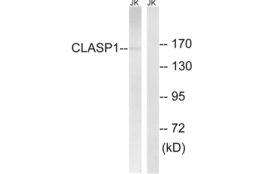 Western Blot - Anti-CLASP1 Antibody (C15168) - Antibodies.com