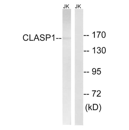 Western Blot - Anti-CLASP1 Antibody (C15168) - Antibodies.com