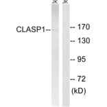 Western Blot - Anti-CLASP1 Antibody (C15168) - Antibodies.com