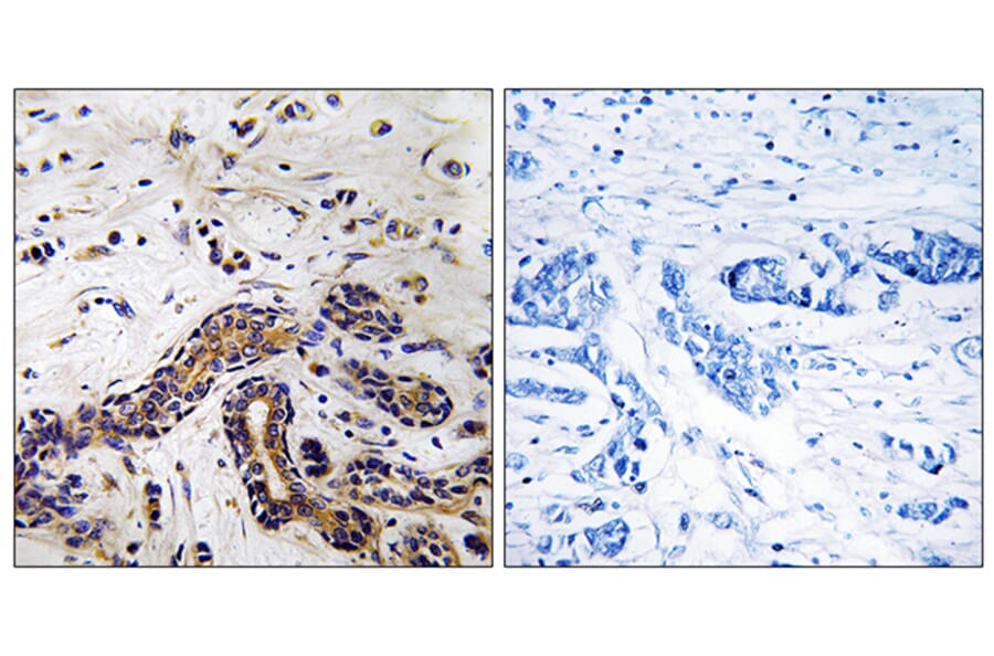 Immunohistochemistry - Anti-CLASP1 Antibody (C15168) - Antibodies.com