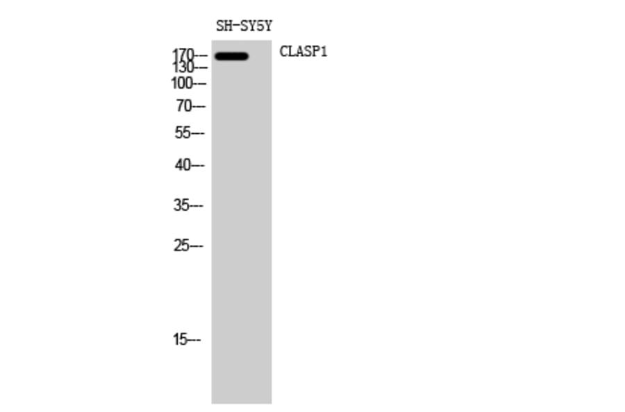 Western Blot - Anti-CLASP1 Antibody (C15168) - Antibodies.com