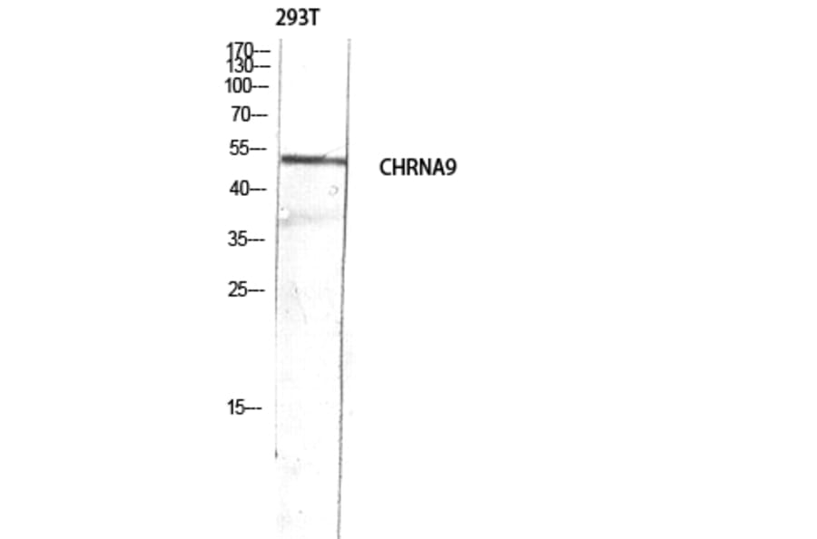 Western Blot - Anti-CHRNA9 Antibody (C30011) - Antibodies.com