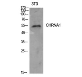 Western Blot - Anti-CHRNA1 Antibody (C30106) - Antibodies.com