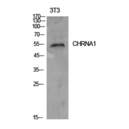 Western Blot - Anti-CHRNA1 Antibody (C30106) - Antibodies.com