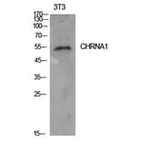 Western Blot - Anti-CHRNA1 Antibody (C30106) - Antibodies.com