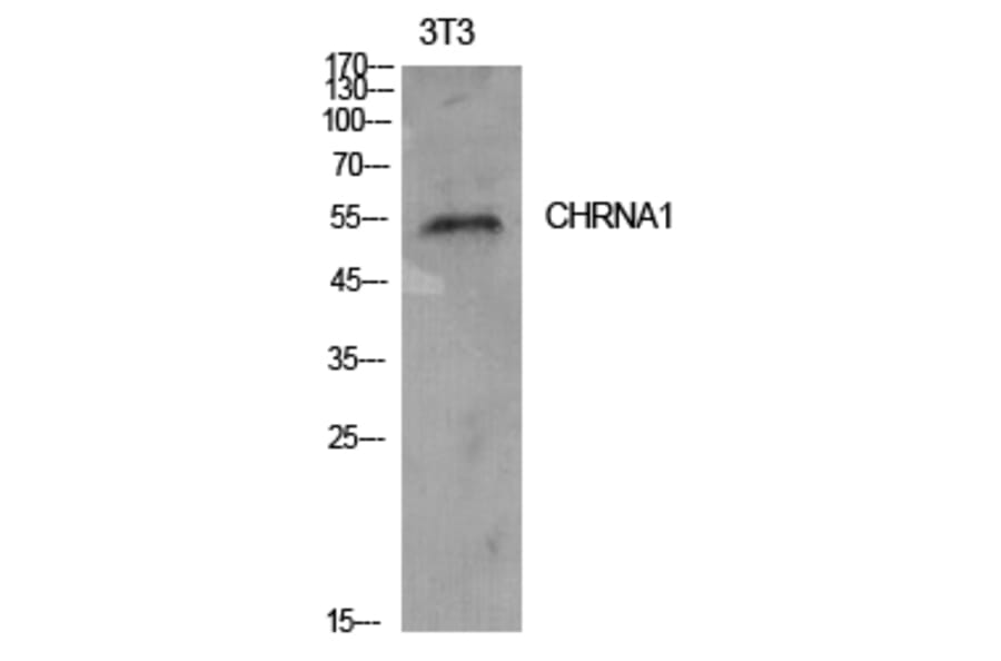 Western Blot - Anti-CHRNA1 Antibody (C30106) - Antibodies.com