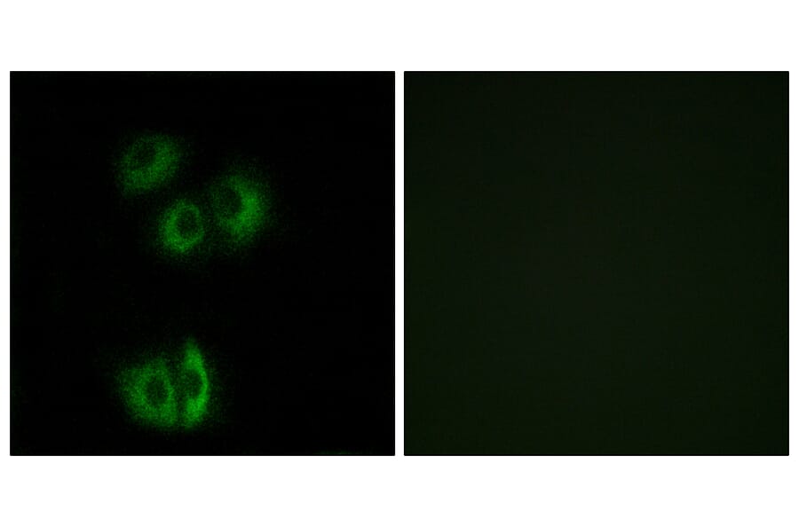 Immunofluorescence - Anti-CELSR3 Antibody (G058) - Antibodies.com
