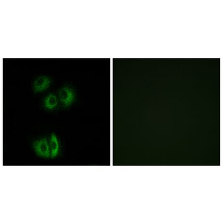 Immunofluorescence - Anti-CELSR3 Antibody (G058) - Antibodies.com