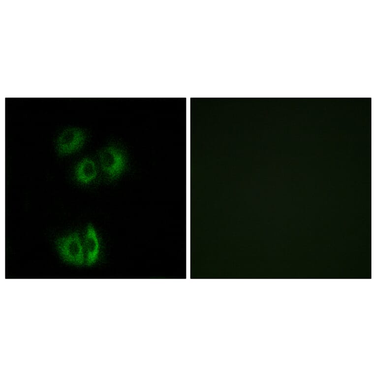 Immunofluorescence - Anti-CELSR3 Antibody (G058) - Antibodies.com