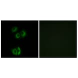 Immunofluorescence - Anti-CELSR3 Antibody (G058) - Antibodies.com