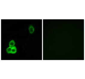 Immunofluorescence - Anti-CELSR1 Antibody (C12182) - Antibodies.com