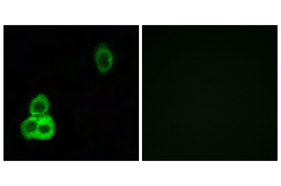 Immunofluorescence - Anti-CELSR1 Antibody (C12182) - Antibodies.com