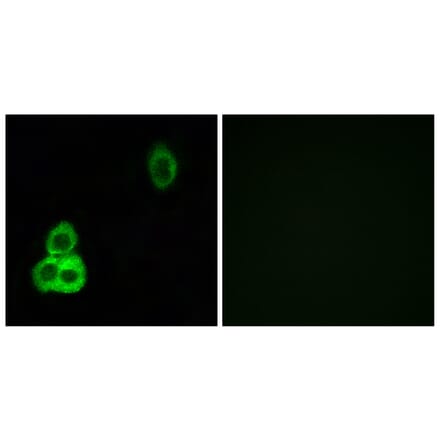 Immunofluorescence - Anti-CELSR1 Antibody (C12182) - Antibodies.com