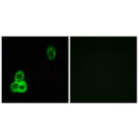 Immunofluorescence - Anti-CELSR1 Antibody (C12182) - Antibodies.com