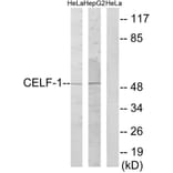 Western Blot - Anti-CELF-1 Antibody (C11440) - Antibodies.com