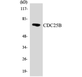 Western Blot - Anti-CDC25B Antibody (R12-2597) - Antibodies.com