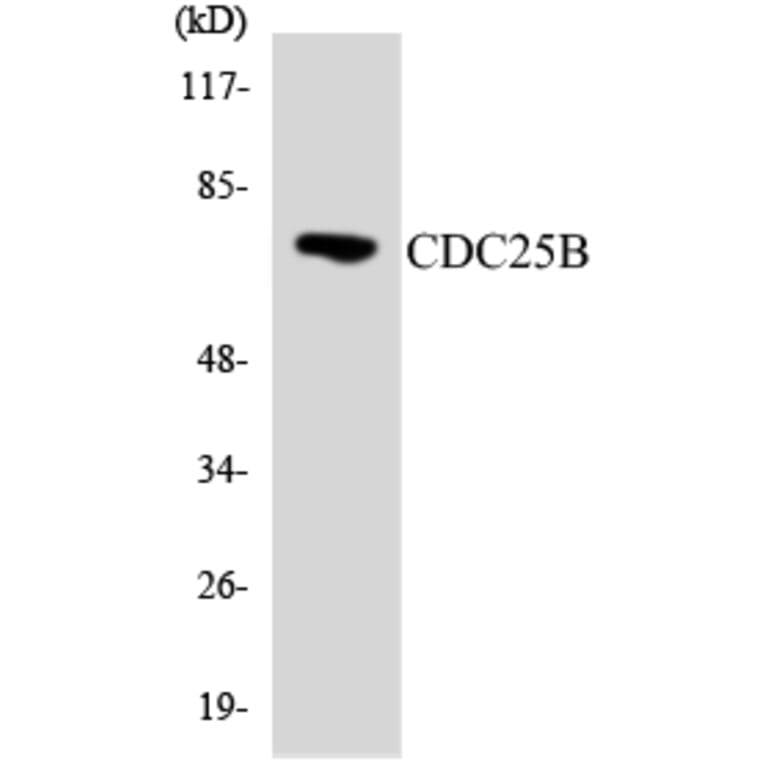 Western Blot - Anti-CDC25B Antibody (R12-2597) - Antibodies.com