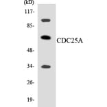 Western Blot - Anti-CDC25A Antibody (R12-2596) - Antibodies.com