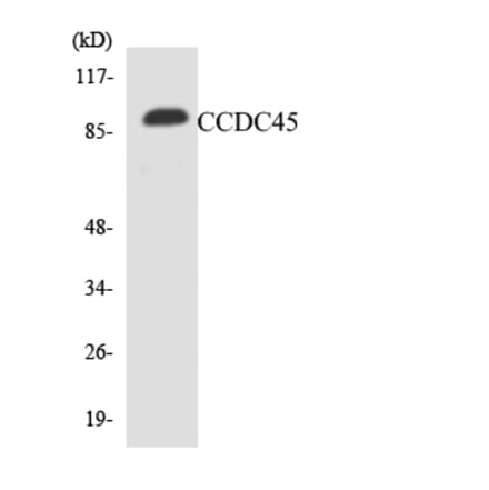 Western Blot - Anti-CCDC45 Antibody (R12-2576) - Antibodies.com