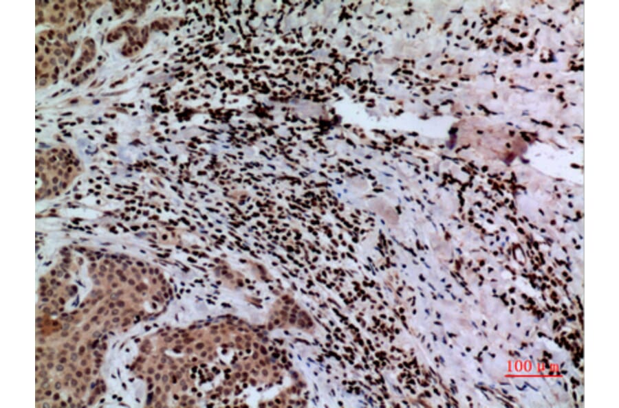 Immunohistochemistry - Anti-CACYBP Antibody (C30282) - Antibodies.com