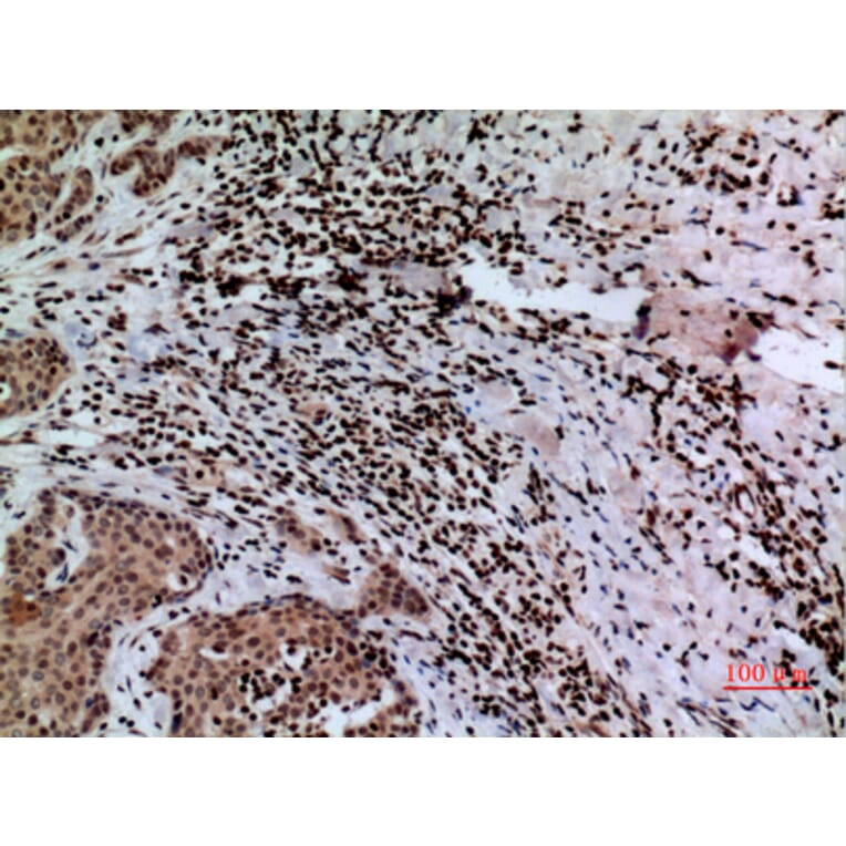 Immunohistochemistry - Anti-CACYBP Antibody (C30282) - Antibodies.com