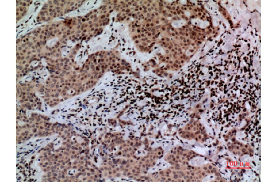 Immunohistochemistry - Anti-CACYBP Antibody (C30282) - Antibodies.com