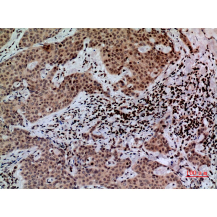 Immunohistochemistry - Anti-CACYBP Antibody (C30282) - Antibodies.com