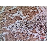 Immunohistochemistry - Anti-CACYBP Antibody (C30282) - Antibodies.com