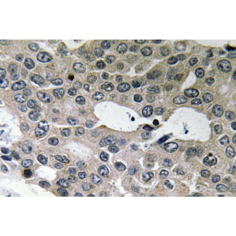 Immunohistochemistry - Anti-BNIP-2 Antibody (R12-2041) - Antibodies.com