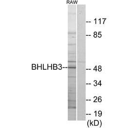 Western Blot - Anti-BHLHB3 Antibody (C11661) - Antibodies.com