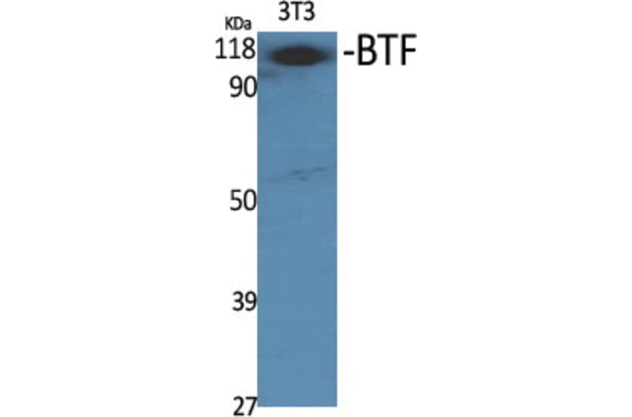 Western Blot - Anti-BCLAF1 Antibody (C14700) - Antibodies.com