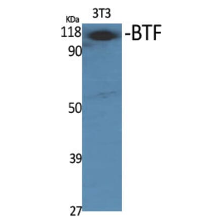 Western Blot - Anti-BCLAF1 Antibody (C14700) - Antibodies.com