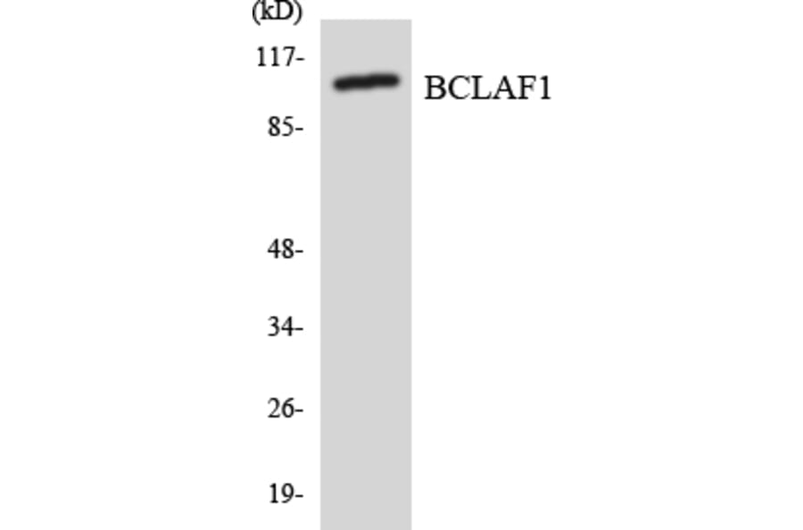 Western Blot - Anti-BCLAF1 Antibody (R12-2540) - Antibodies.com