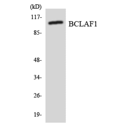 Western Blot - Anti-BCLAF1 Antibody (R12-2540) - Antibodies.com