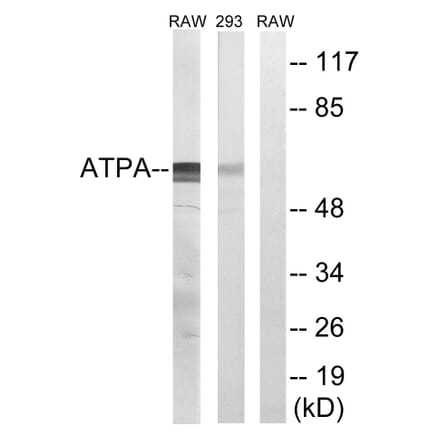 Western Blot - Anti-ATP5A1 Antibody (C14602) - Antibodies.com