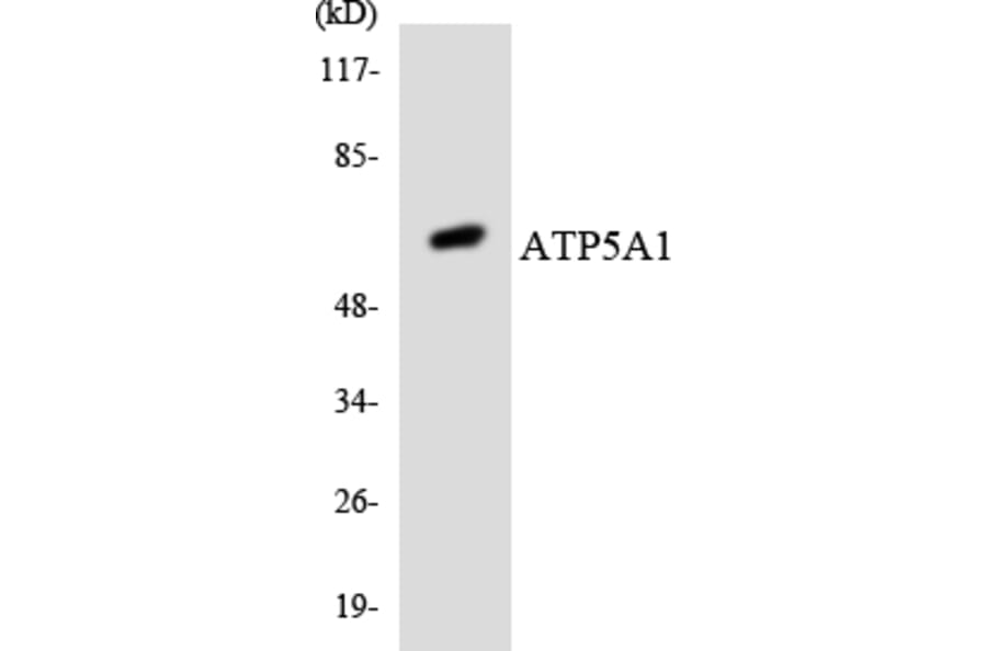 Western Blot - Anti-ATP5A1 Antibody (R12-2516) - Antibodies.com