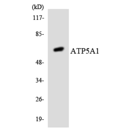 Western Blot - Anti-ATP5A1 Antibody (R12-2516) - Antibodies.com