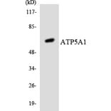 Western Blot - Anti-ATP5A1 Antibody (R12-2516) - Antibodies.com