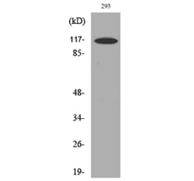 Western Blot - Anti-ATP2A2 Antibody (C30271) - Antibodies.com