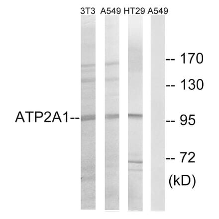 Western Blot - Anti-ATP2A1 Antibody (C18472) - Antibodies.com