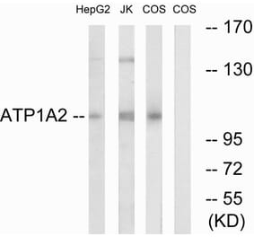 Western Blot - Anti-ATP1A2 Antibody (C18853) - Antibodies.com