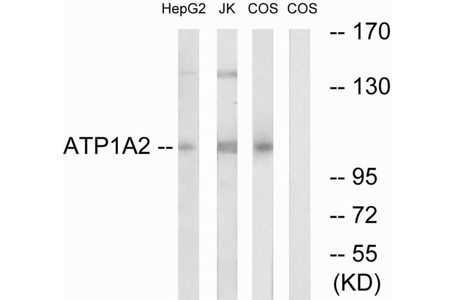 Western Blot - Anti-ATP1A2 Antibody (C18853) - Antibodies.com
