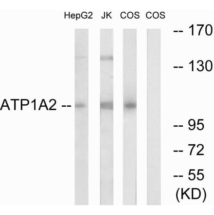 Western Blot - Anti-ATP1A2 Antibody (C18853) - Antibodies.com